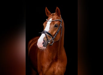 KWPN, Mare, 6 years, 16,1 hh, Chestnut-Red