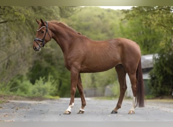 KWPN, Mare, 6 years, 16,1 hh, Chestnut-Red