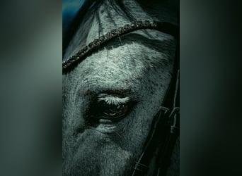 KWPN, Mare, 6 years, 16,1 hh, Gray-Dark-Tan