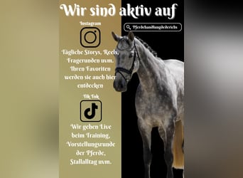 KWPN, Mare, 6 years, 16,1 hh, Gray-Dark-Tan