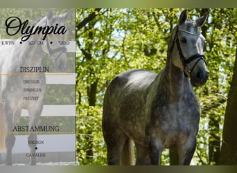 KWPN, Mare, 6 years, 16,1 hh, Gray-Dark-Tan
