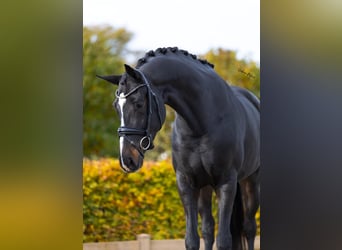 KWPN, Mare, 6 years, 16,1 hh, Smoky-Black