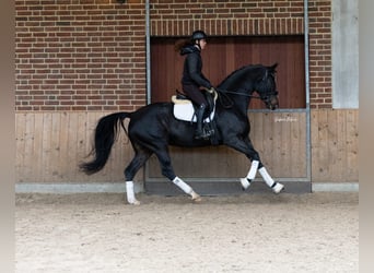 KWPN, Mare, 6 years, 16,1 hh, Smoky-Black