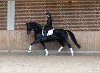 KWPN, Mare, 6 years, 16,1 hh, Smoky-Black