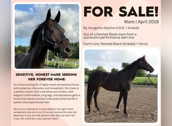 KWPN, Mare, 6 years, 16,1 hh, Smoky-Black