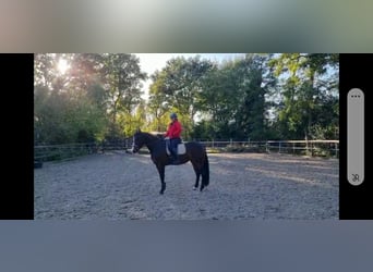 KWPN, Mare, 6 years, 16,2 hh, Bay-Dark