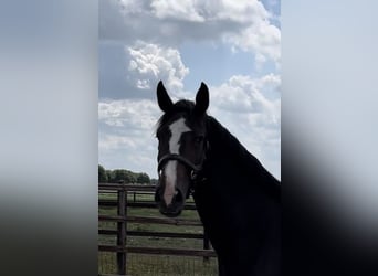 KWPN Mix, Mare, 6 years, 16,2 hh, Bay-Dark
