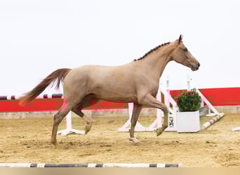 KWPN, Mare, 6 years, 16,2 hh, Bay-Dark