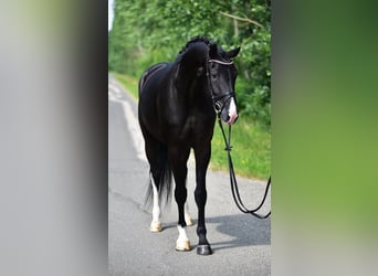 KWPN, Mare, 6 years, 16,2 hh, Black