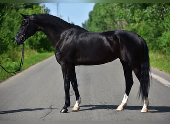 KWPN, Mare, 6 years, 16,2 hh, Black