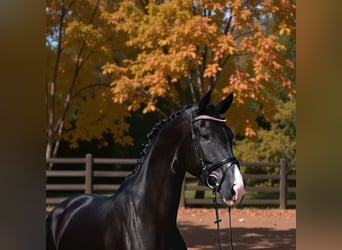 KWPN, Mare, 6 years, 16,2 hh, Black