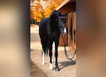 KWPN, Mare, 6 years, 16,2 hh, Black