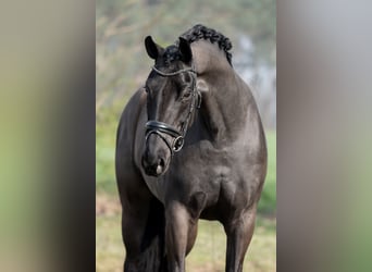 KWPN, Mare, 6 years, 16,2 hh, Black