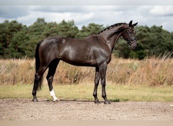 KWPN, Mare, 6 years, 16,2 hh, Black