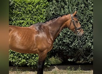 KWPN, Mare, 6 years, 16,2 hh, Brown