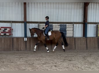 KWPN, Mare, 6 years, 16,2 hh, Brown