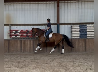 KWPN, Mare, 6 years, 16,2 hh, Brown