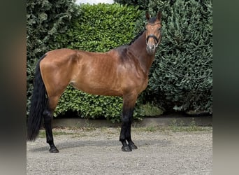 KWPN, Mare, 6 years, 16,2 hh, Brown