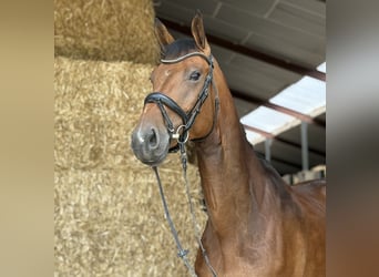 KWPN, Mare, 6 years, 16,2 hh, Brown