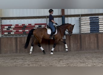 KWPN, Mare, 6 years, 16,2 hh, Brown