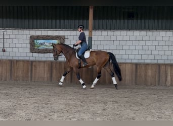 KWPN, Mare, 6 years, 16,2 hh, Brown