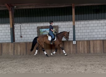 KWPN, Mare, 6 years, 16,2 hh, Brown