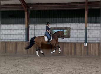 KWPN, Mare, 6 years, 16,2 hh, Brown