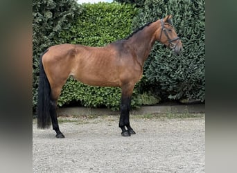 KWPN, Mare, 6 years, 16,2 hh, Brown
