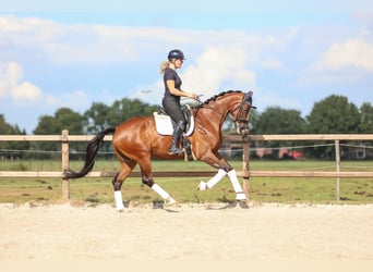 KWPN, Mare, 6 years, 16,2 hh, Brown