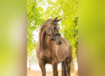 KWPN, Mare, 6 years, 16,2 hh