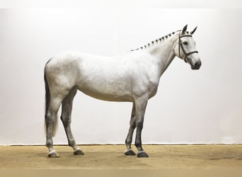 KWPN, Mare, 6 years, 16,2 hh, Grey