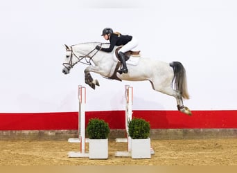 KWPN, Mare, 6 years, 16,2 hh, Grey