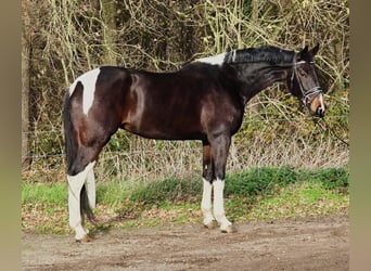 KWPN, Mare, 6 years, 16,2 hh, Pinto