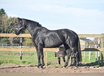 KWPN, Mare, 6 years, 16,3 hh, Black