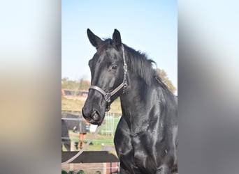KWPN, Mare, 6 years, 16,3 hh, Black