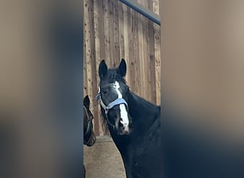 KWPN, Mare, 6 years, 17.1 hh, Black