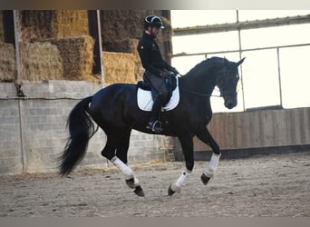 KWPN, Mare, 6 years, 17 hh, Bay-Dark