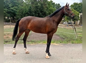 KWPN, Mare, 6 years, 17 hh, Bay-Dark