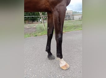 KWPN, Mare, 6 years, 17 hh, Bay-Dark