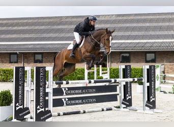 KWPN, Mare, 6 years, 17 hh, Bay-Dark