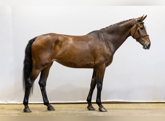 KWPN, Mare, 6 years, 17 hh, Bay-Dark