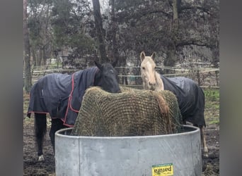 KWPN, Mare, 6 years, 17 hh, Black