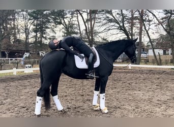 KWPN, Mare, 6 years, 17 hh, Black