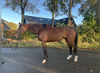 KWPN, Mare, 6 years, 17 hh, Brown-Light