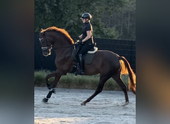 KWPN, Mare, 6 years, 17 hh, Chestnut