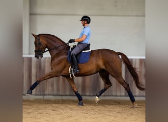 KWPN, Mare, 6 years, 17 hh, Chestnut
