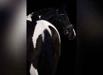 KWPN, Mare, 6 years, 17 hh, Pinto