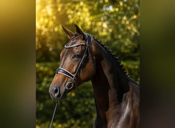 KWPN, Mare, 6 years, 17 hh, Smoky-Black