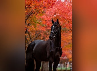 KWPN, Mare, 6 years, 17 hh, Smoky-Black