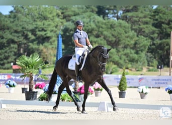 KWPN, Mare, 6 years, 17,1 hh, Black